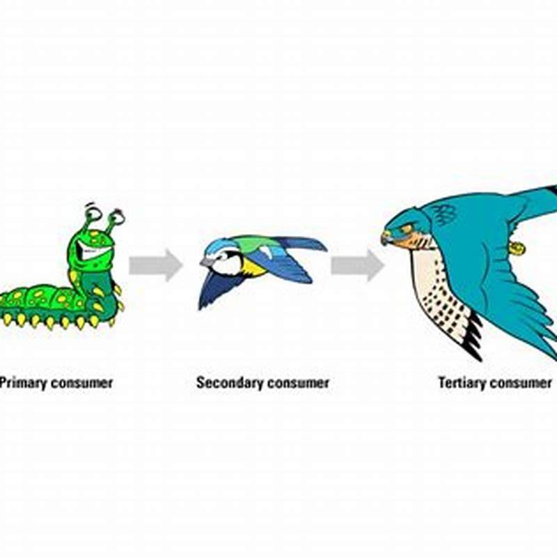 What eats a bird in a food chain?
