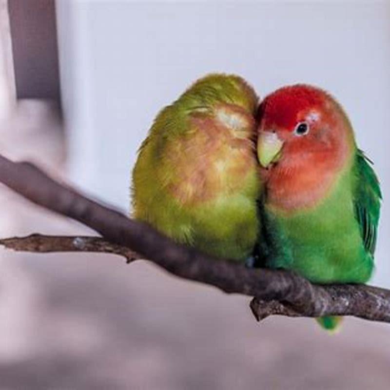 What eats rosy faced lovebirds?
