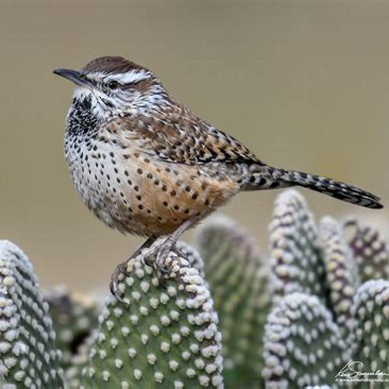 What eats the cactus wren?