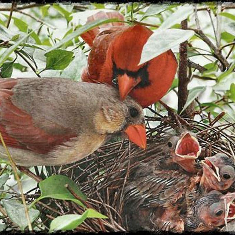 What family is a bird?
