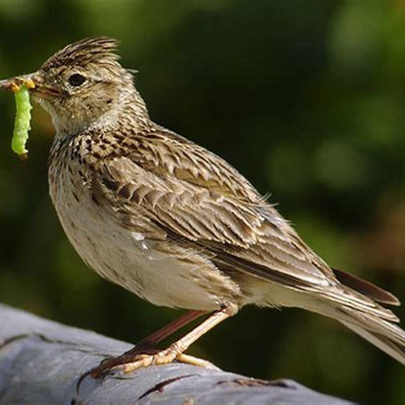 What family is the skylark in?