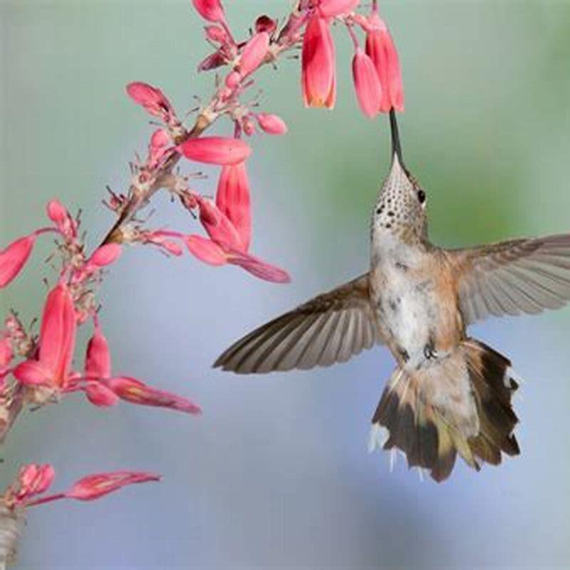 What flowers do Black-chinned Hummingbirds like?