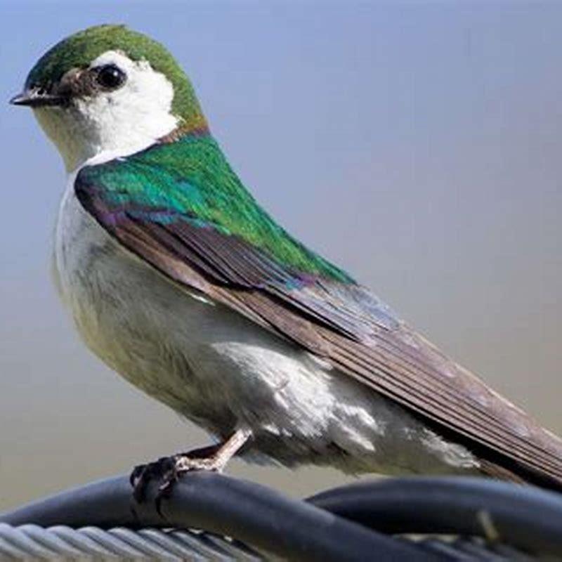 What Food Do Swallows Eat DIY Seattle what-food-do-swallows-eat-diy-seattle