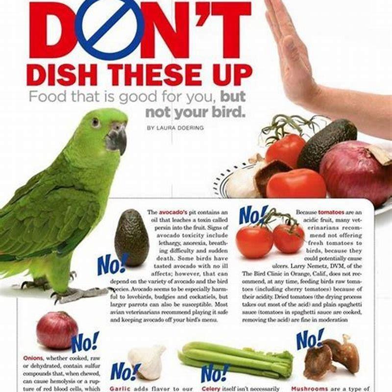 What foods can pet birds eat? - DIY Seattle