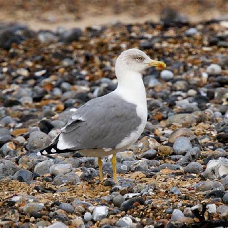 what-gulls-have-yellow-legs-diy-seattle