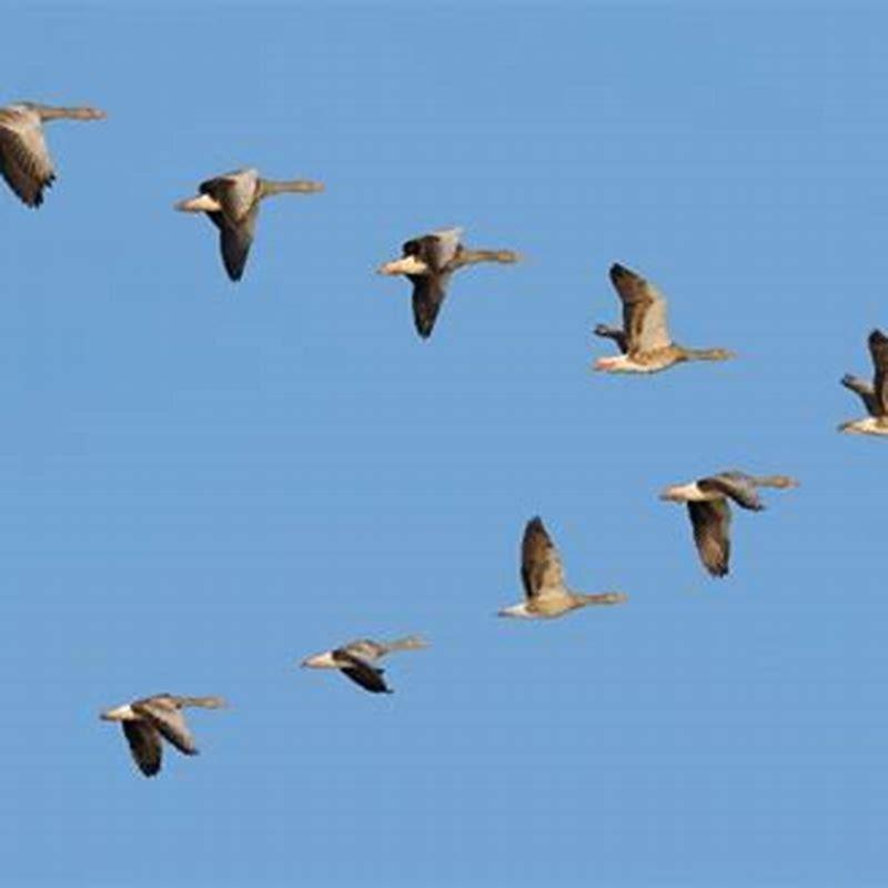 What happen to all the birds?