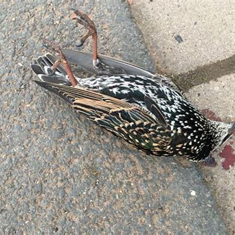 What happened to the birds in the storm?