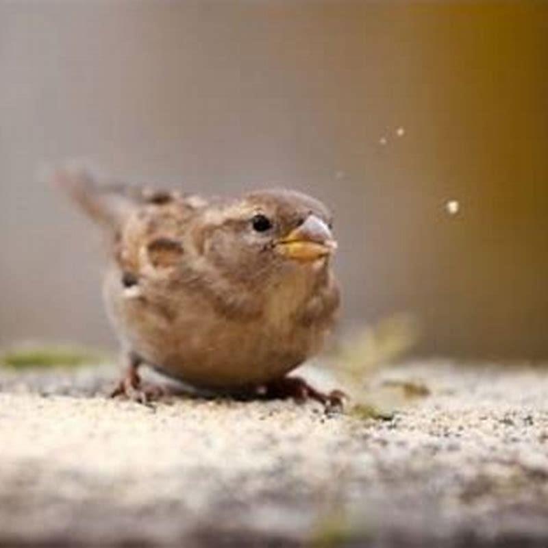 What happens if your bird is hot?