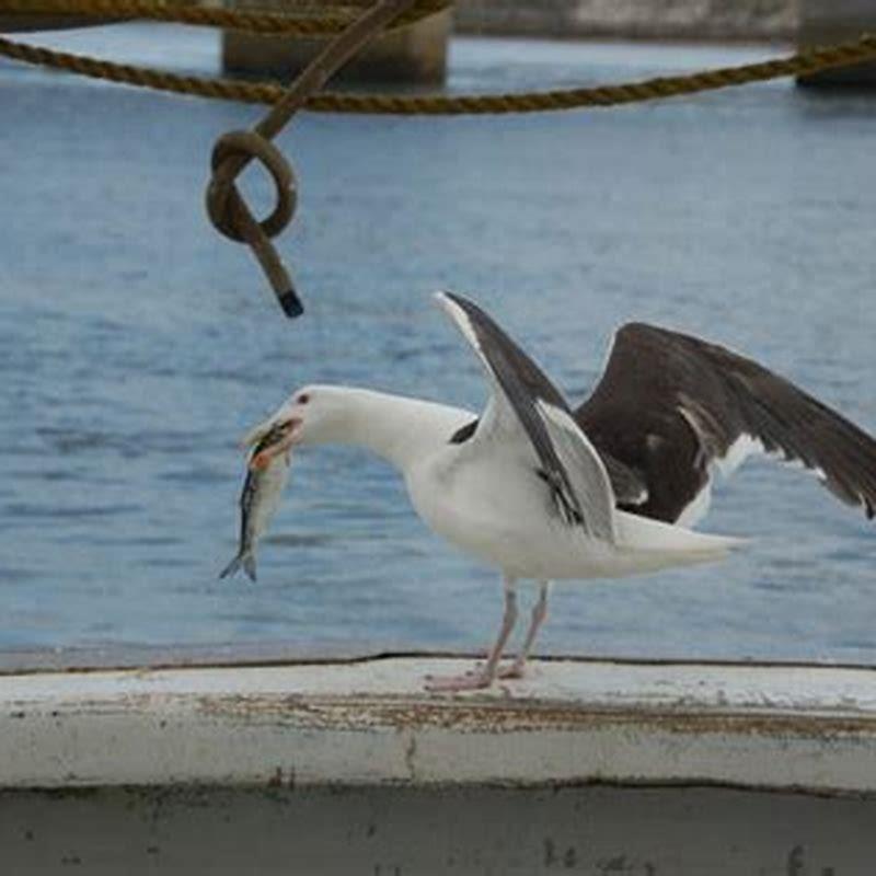 What happens to the rocks birds eat? - DIY Seattle