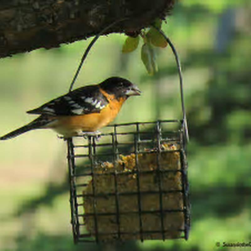 What insects do grosbeaks eat? - DIY Seattle