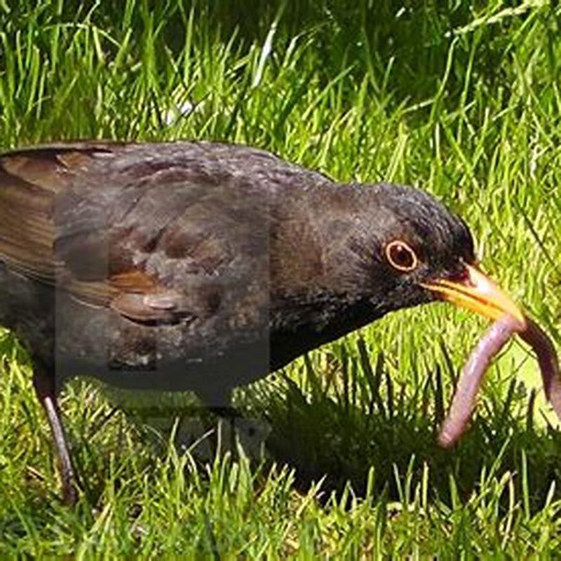 What is a bird eating a worm?