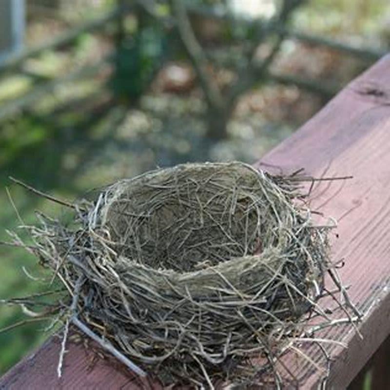 What is a bird’s nest called?
