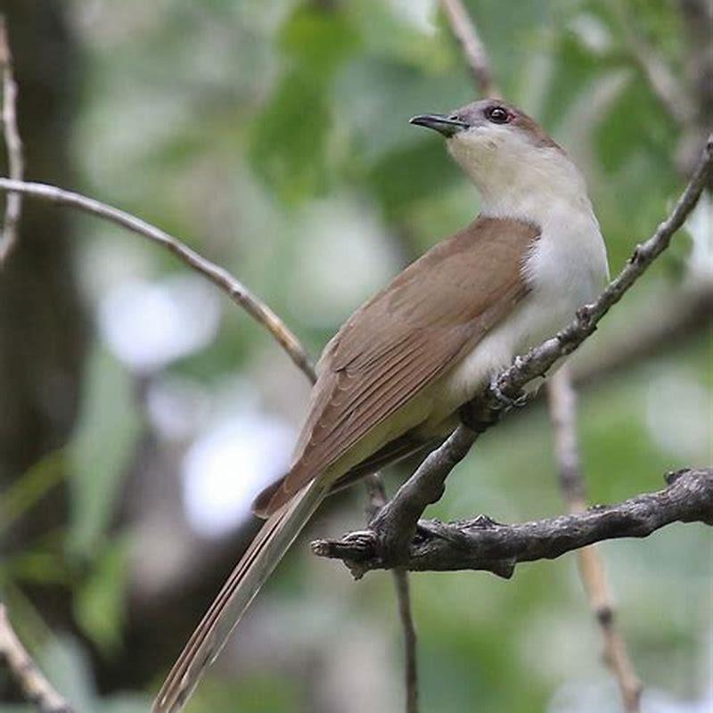 What is a black cuckoo bird called?