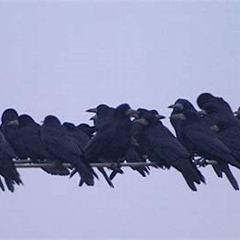 what-is-a-bunch-of-ravens-called-diy-seattle