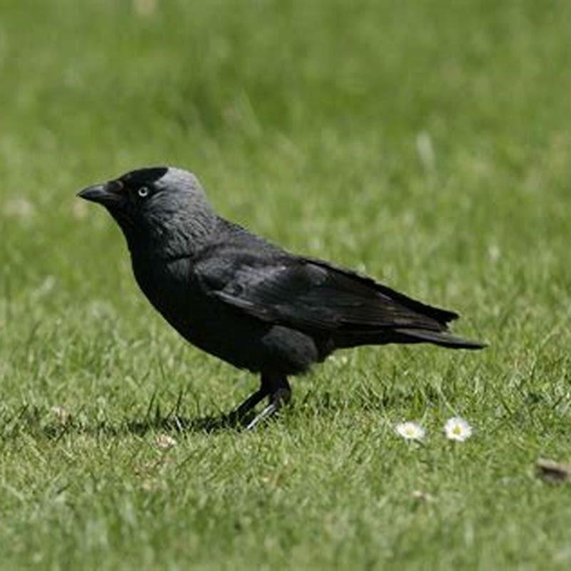 What is a jackdaw in English? - DIY Seattle