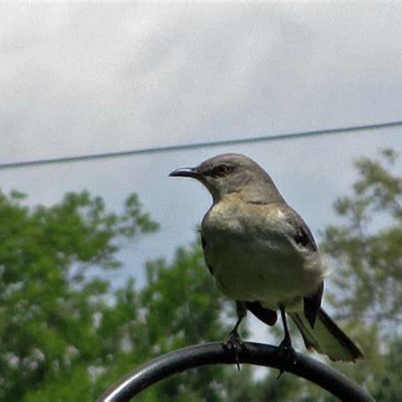 what-is-a-mockingbirds-favorite-food-diy-seattle