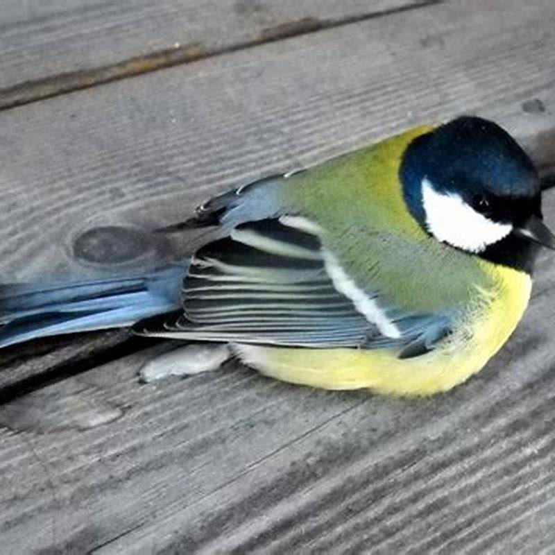 What is a solitary bird?