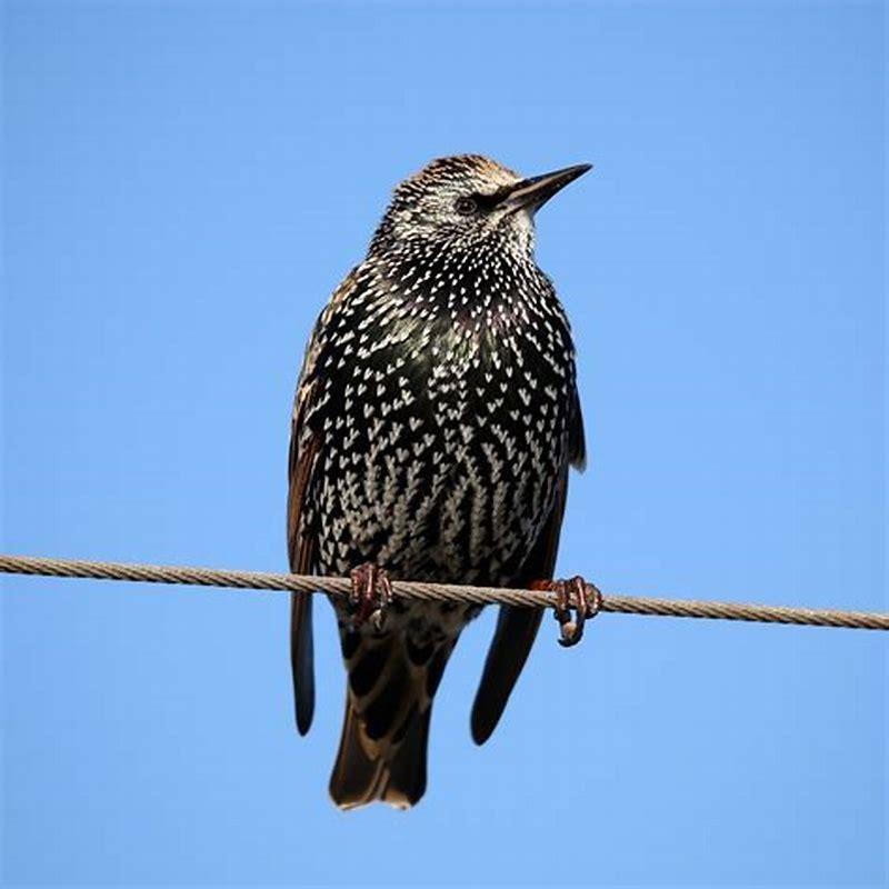 What is a starling look like? - DIY Seattle