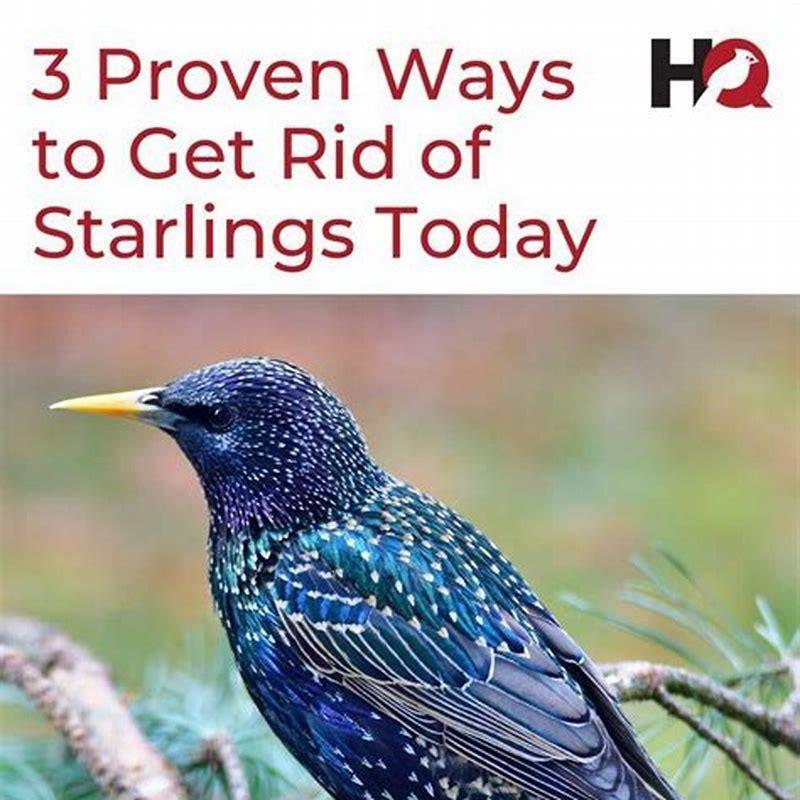 What is a starlings favorite food? - DIY Seattle