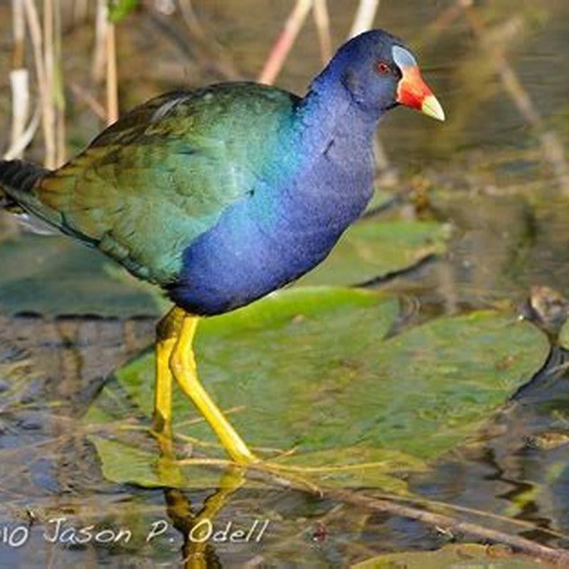 what-is-another-name-for-the-purple-gallinule-diy-seattle