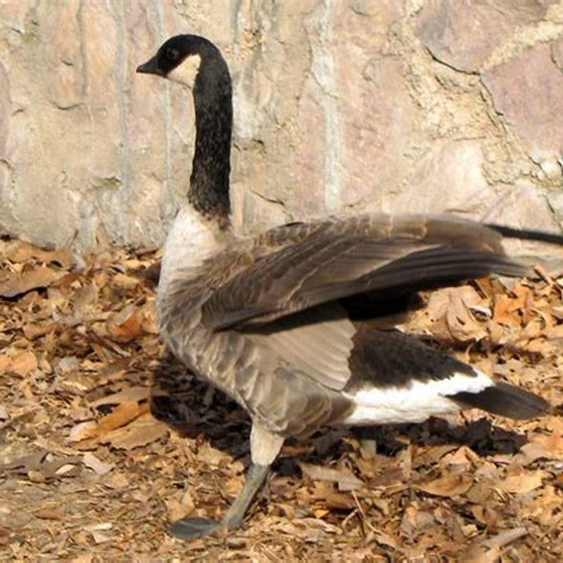 what-is-another-name-for-white-fronted-geese-diy-seattle