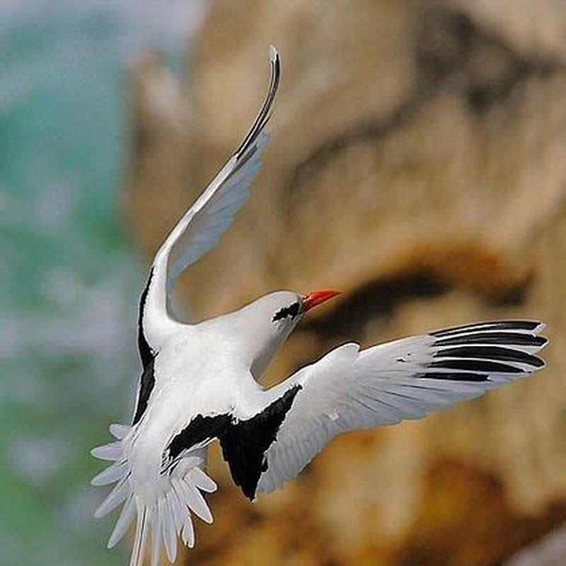 What is Bermudas national bird?