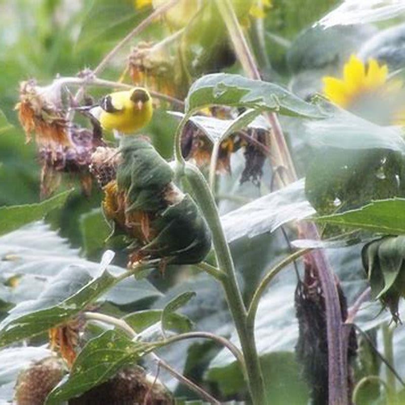 what-is-eating-my-sunflower-heads-diy-seattle