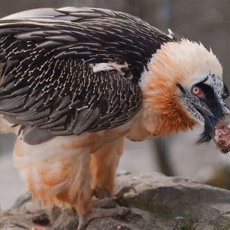 What is it called when a bird eats a bird?