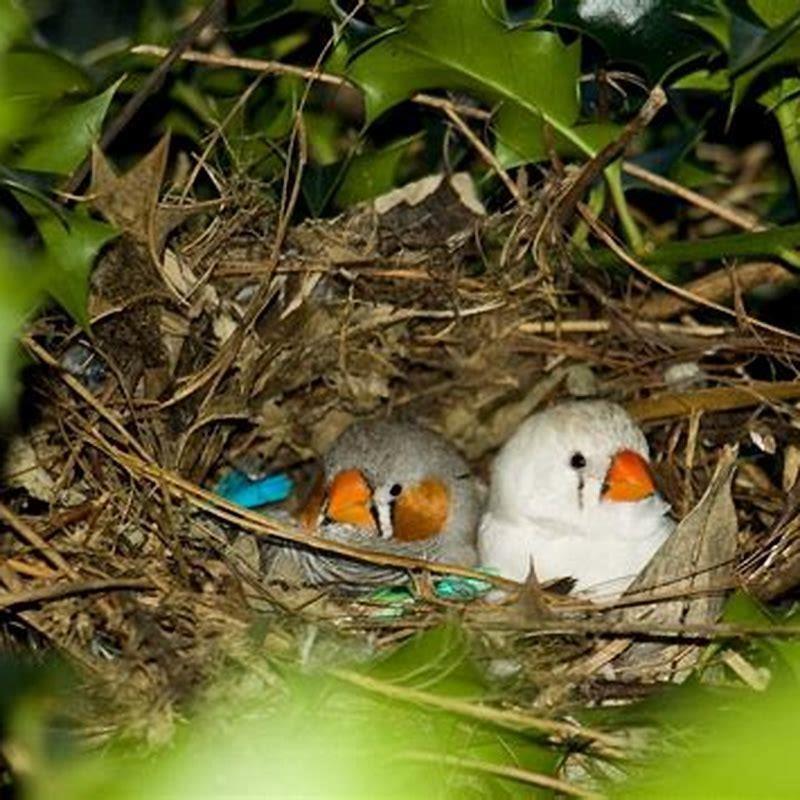 What is it called when birds leave the nest?