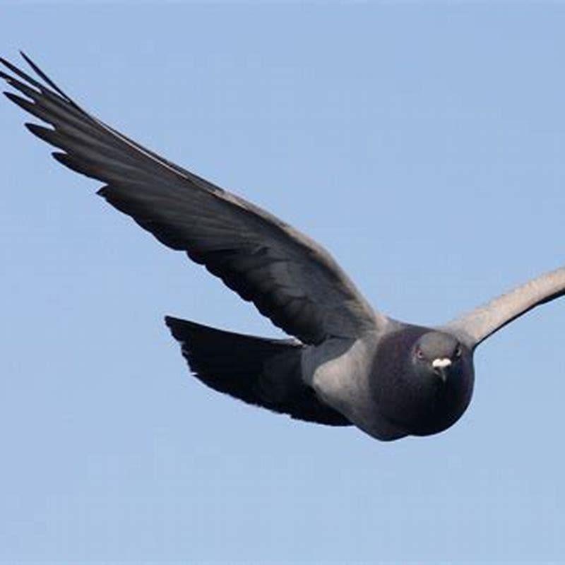 What is it called when birds regurgitate? DIY Seattle