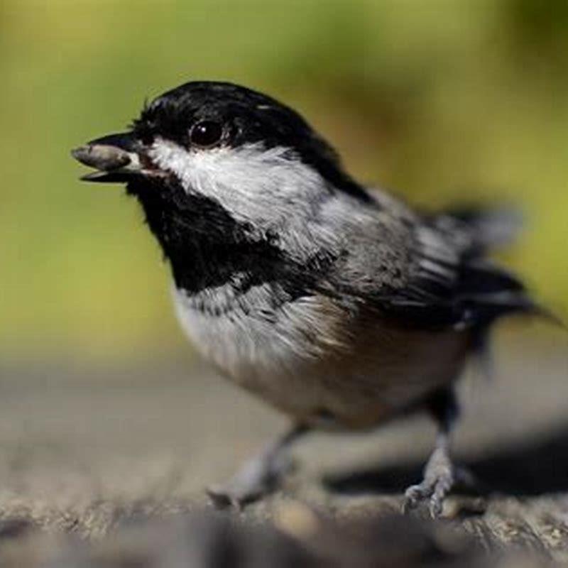 What is killing the birds in Indiana?