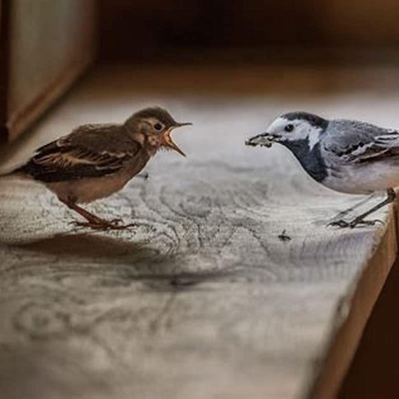 What is Little Birds on Stan about?