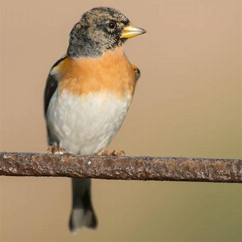 What is meant by Brambling?
