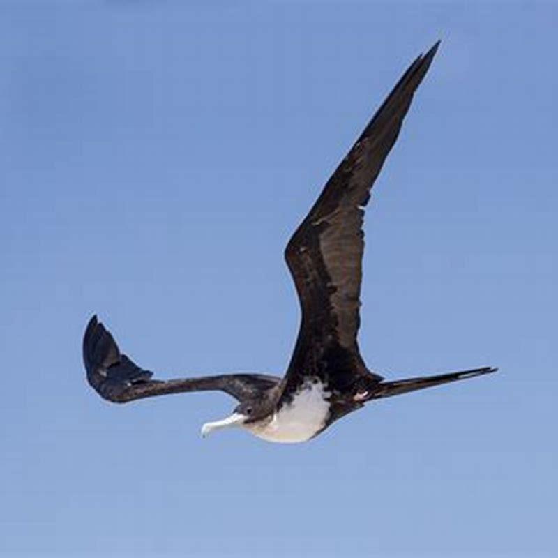 What is meant by frigate birds?