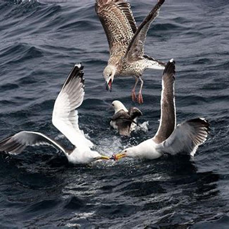 What is meant by herring gull?