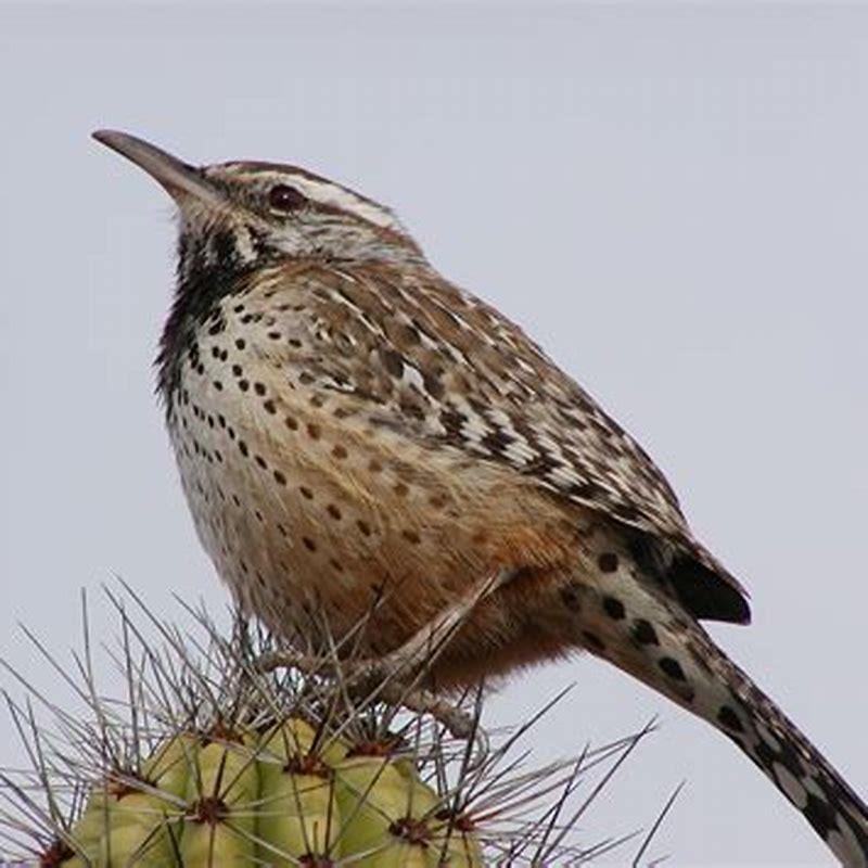 what-is-most-unusual-about-the-cactus-wren-diy-seattle