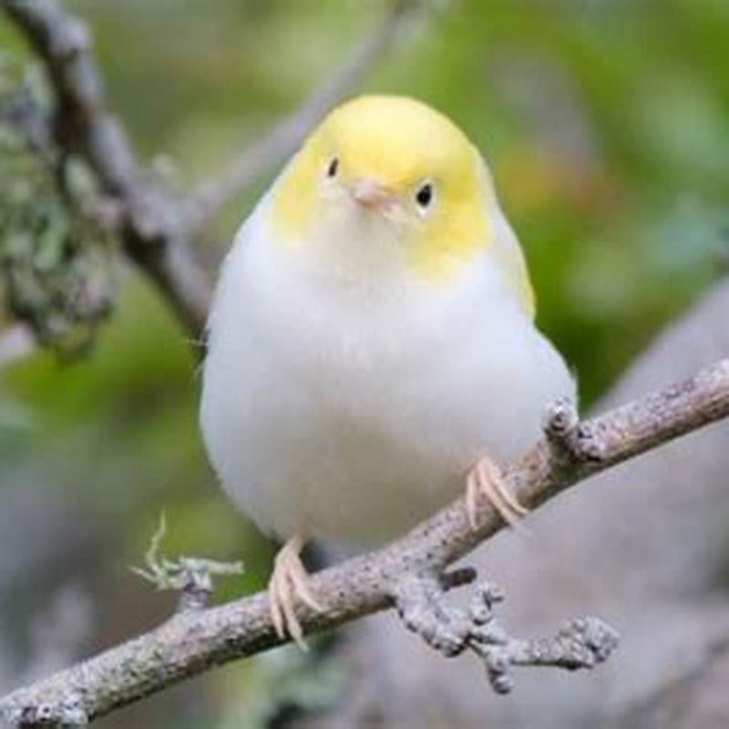 What is NZ most endangered bird?