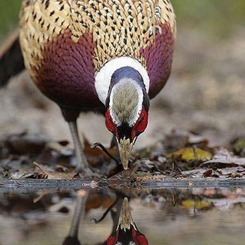 What is ring-necked pheasant used for?