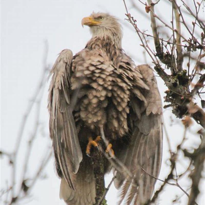 What is so special about the bald eagle?