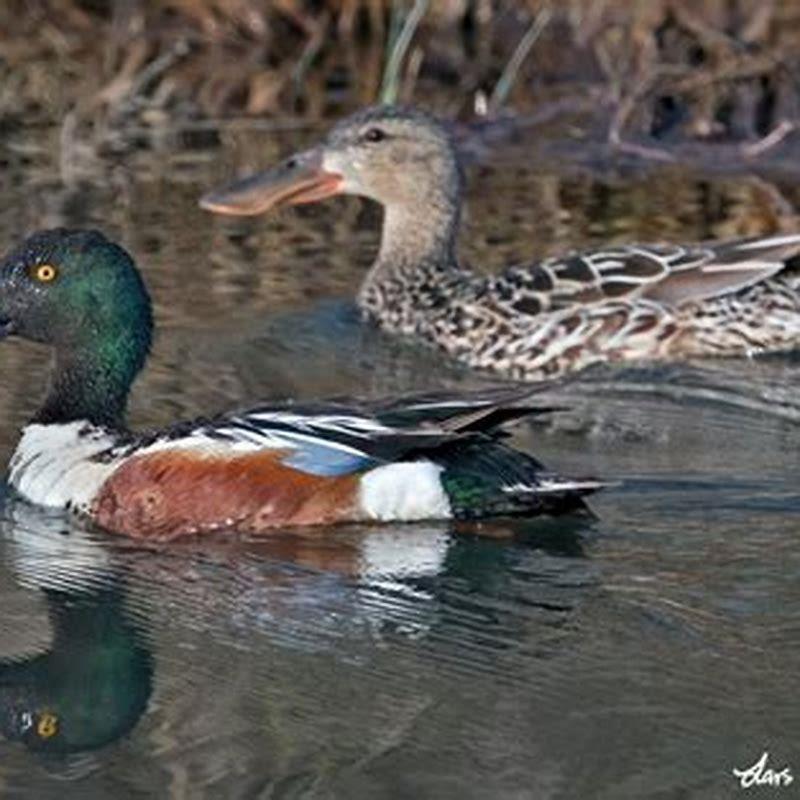 What is special about a northern shoveler?