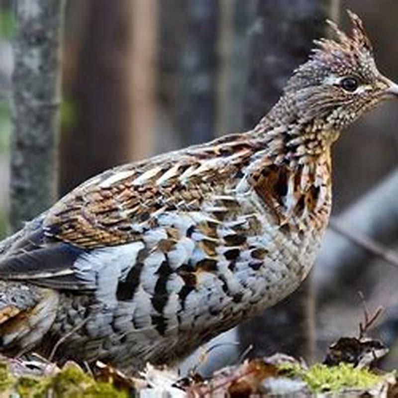 What is special about a ruffed grouse?