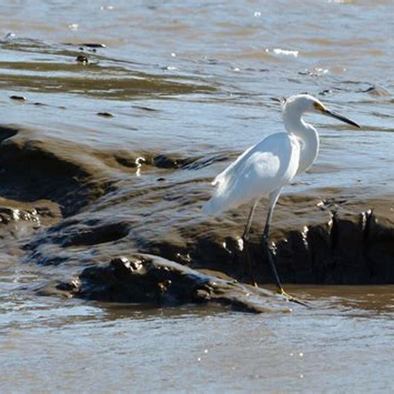 What is special about Great Egrets?