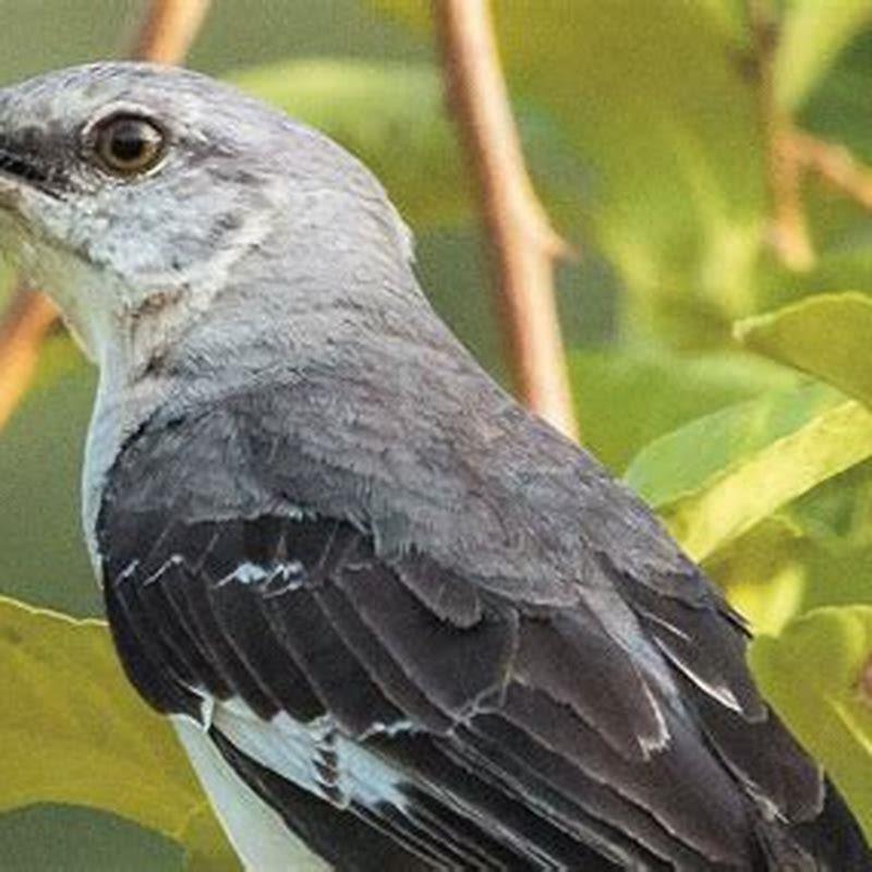 What Does A Mockingbird Symbolize In Literature