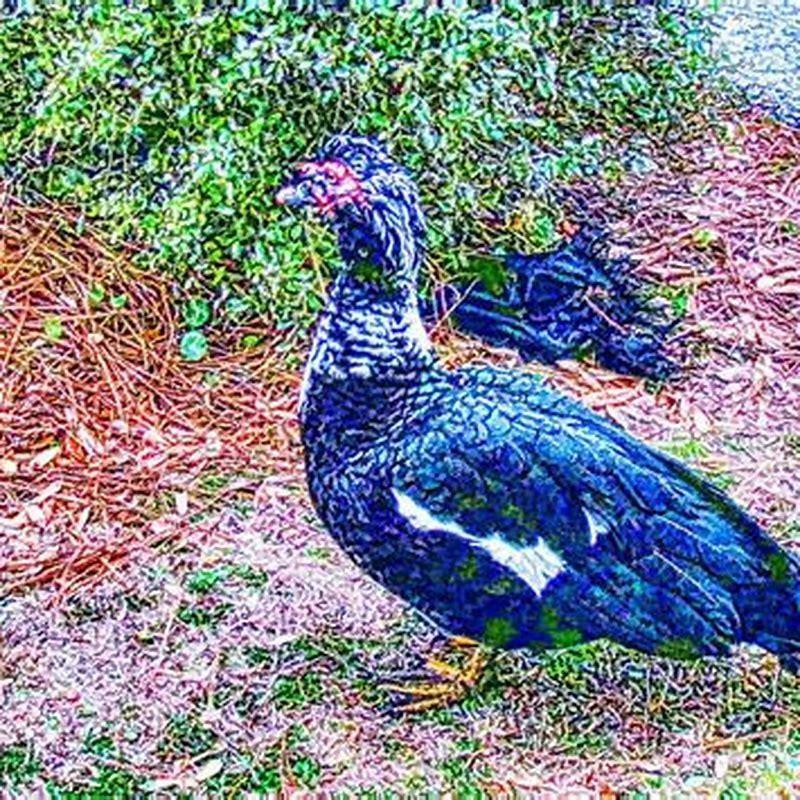 What is special about Muscovy Duck?
