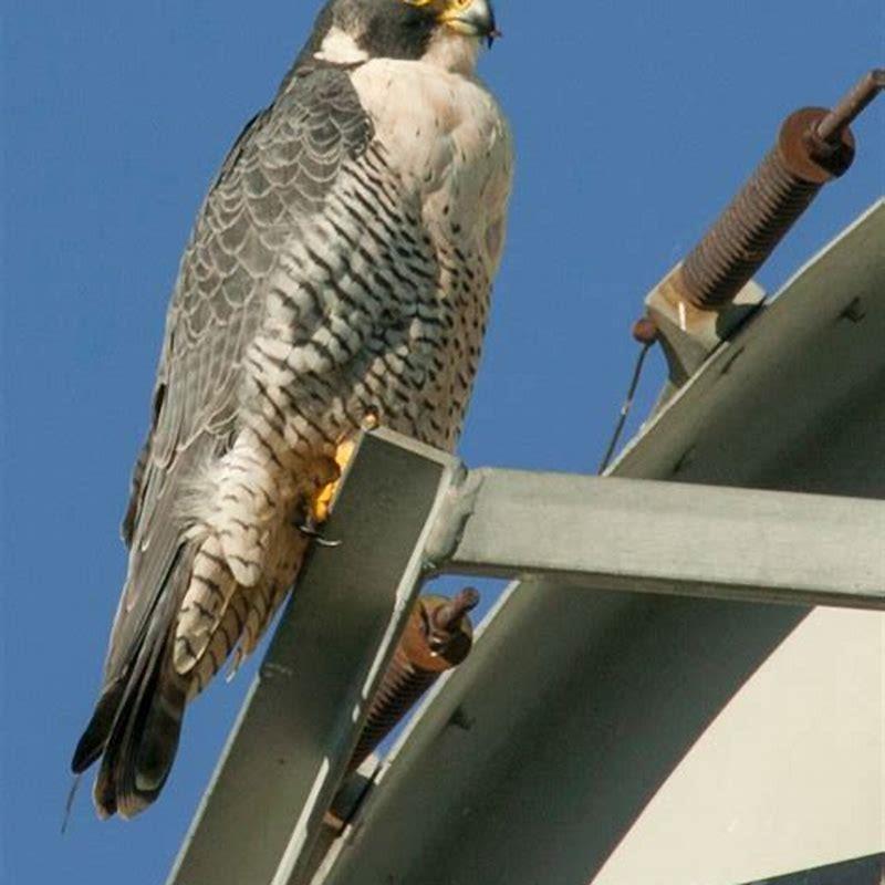 What is special about peregrine falcons?