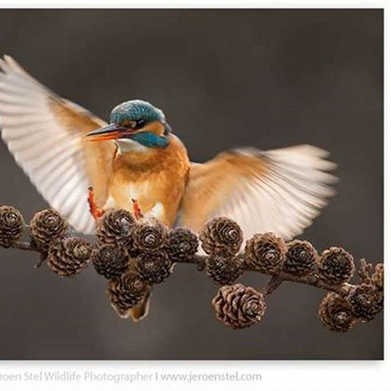 What is special about the kingfisher bird?