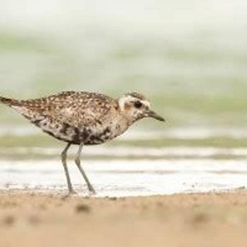 What is special about the Pacific Golden-Plover?