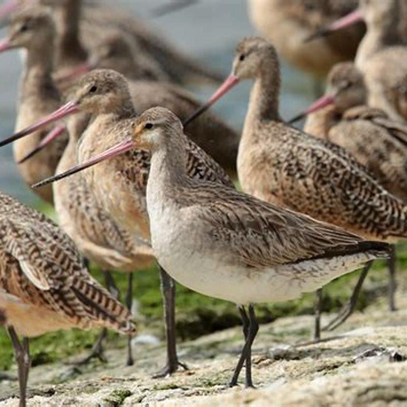 What is the Bar-tailed godwits habitat?