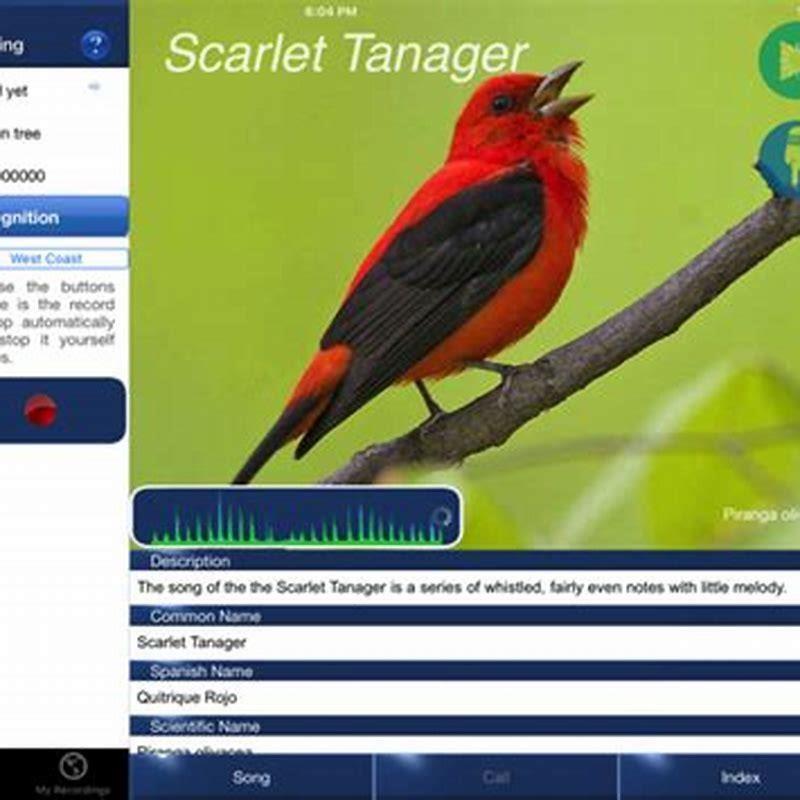 Best Free Bird Song Recognition App Uk