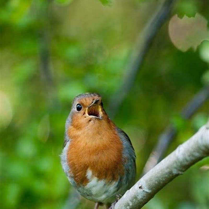 What is the best way to photograph birds?